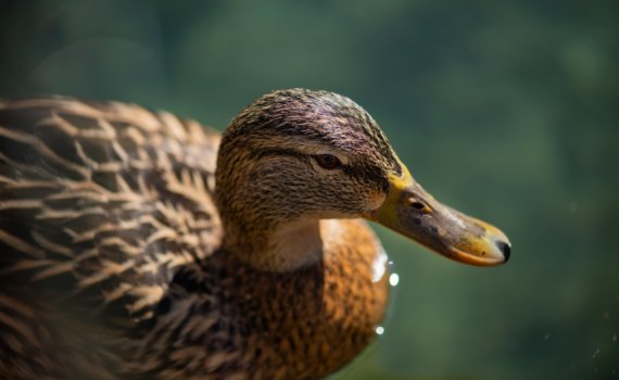 closeup photography of brown duck on water during daytime