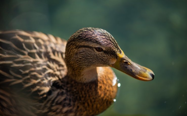 closeup photography of brown duck on water during daytime