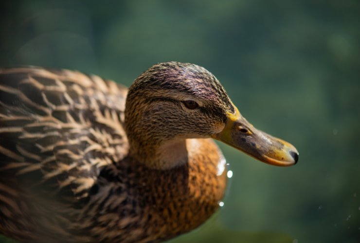 closeup photography of brown duck on water during daytime