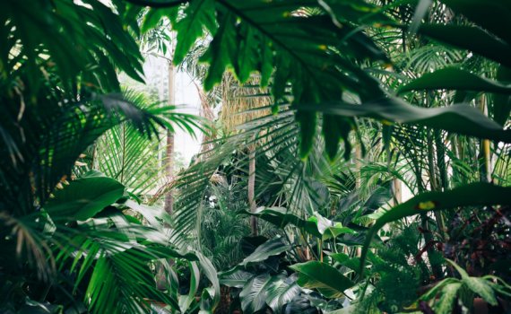 area covered with green leafed plants