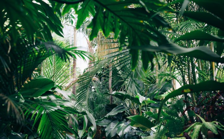area covered with green leafed plants