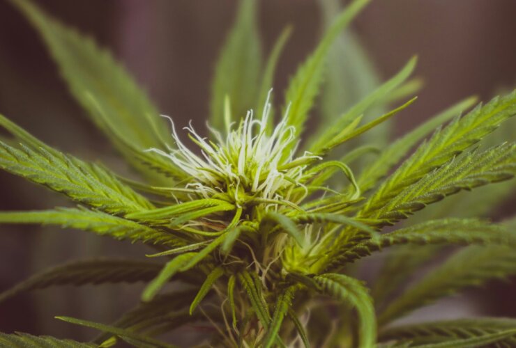 green-leafed plant closeup photography